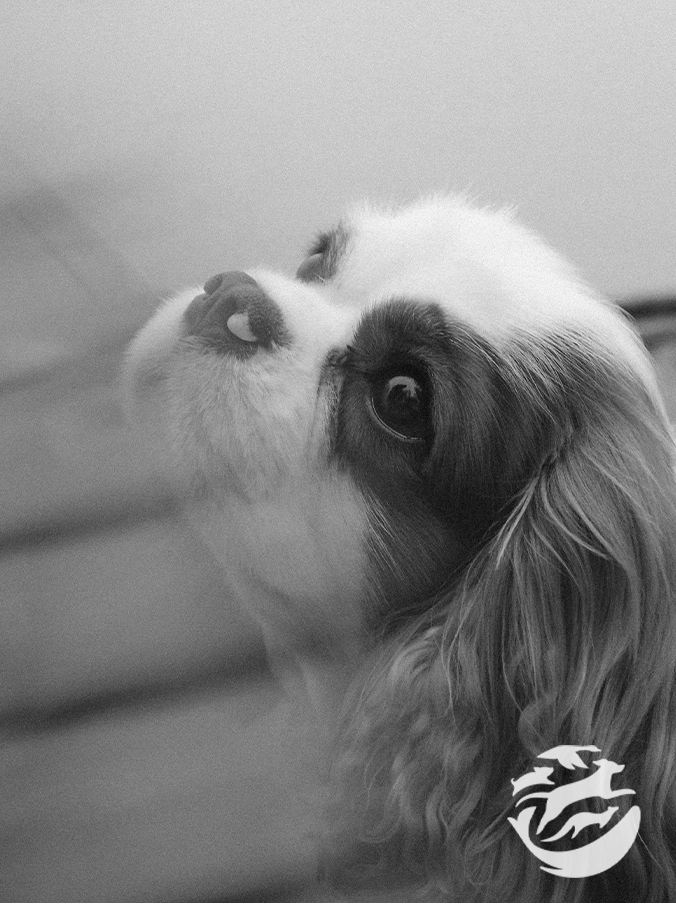 Pet Day at Edit – April 9th 2025