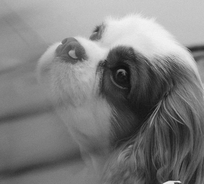 Pet Day at Edit – April 9th 2025